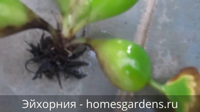 Эйхорния - идеальное растение для аквариума смотреть онлайн