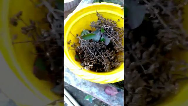 Boost your immunity. #tulsi #immunity #तुलसी смотреть онлайн