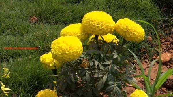 Beautiful Flowers - Tagetes Erecta - African Marigold (Yellow Color)