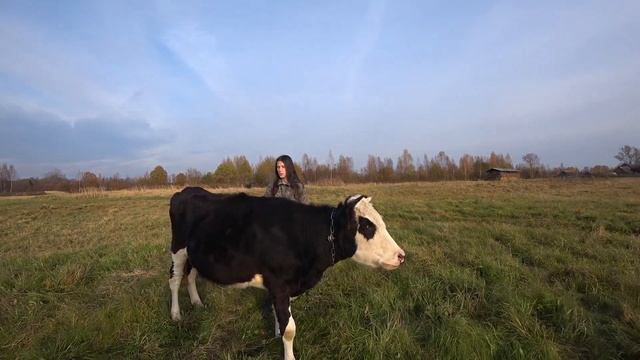 Вызов Охоты у Коровы ЭСТРОФАН смотреть онлайн