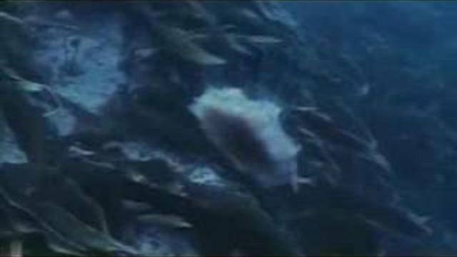 Пообещайте мне любовь х/ф "Акванавты" , СССР смотреть онлайн