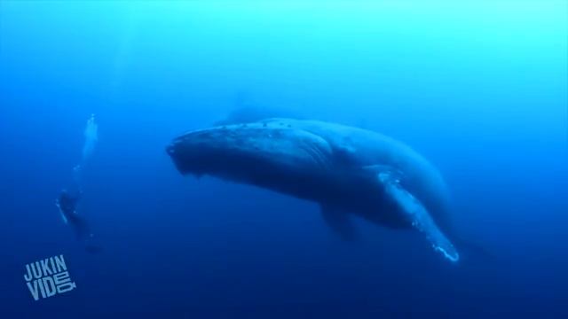 Дайвинг с китами смотреть онлайн