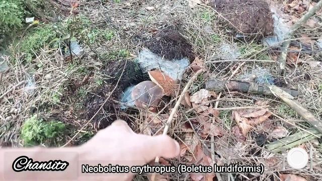 Neoboletus erythropus (Boletus luridiformis) desidtatar quando não temos espaço no congelador смотреть онлайн