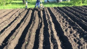 Дисковый окучник в связке с мотоблоком НЕВА 2МБ при посадке картофеля.