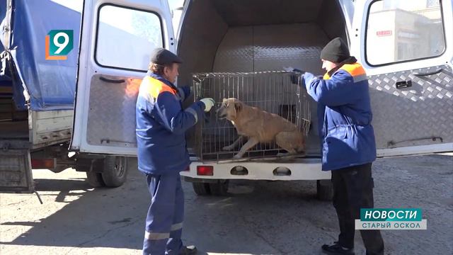 "Есть вопрос? Есть ответ!" Бездомные животные смотреть онлайн