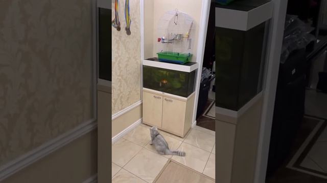 Кот охотится на попугая смотреть онлайн