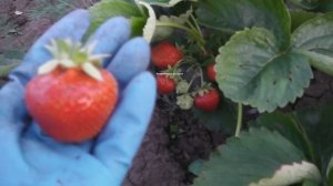 ЗЕМЛЯНИКА ЭЛИАНЕ НЕ  ОПРАВДАЛА   МОИ НАДЕЖДЫ   , ОПИСАНИЕ КЛУБНИКИ ЭЛИАНЕ