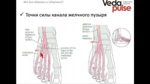 Канал Желчного пузыря, диагностика и методы воздействия