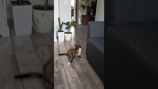 КОШЕЧКА ХАЛЯЛЬ С ЛЮБИМОЙ ИГРУШКОЙ, НУ ДАВАЙ ИГРАТЬ смотреть онлайн