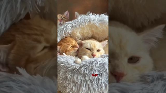 🥰🥰🥰 смотреть онлайн