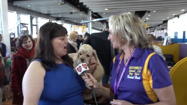 "Phantom" Cocker Spaniel (black) at Westminster Kennel Club Dog Show 2018 смотреть онлайн