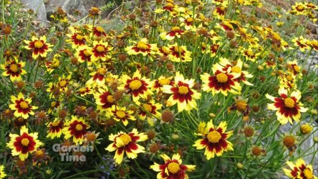 Plant pick - Coreopsis Cosmic eye смотреть онлайн