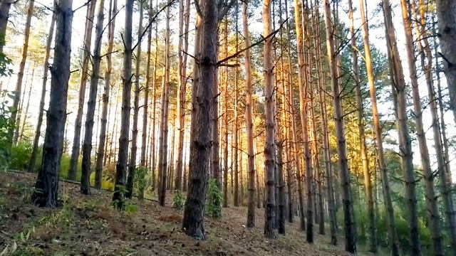 Закат в сосновом бору. ч.1. Сентябрь 2023 смотреть онлайн