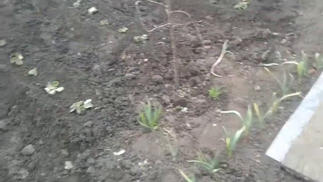Пересадка клубники