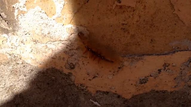 Большая пушистая гусеница! смотреть онлайн