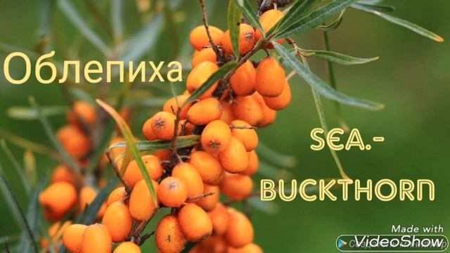 Изучаем как называются ягоды ,learn Russian смотреть онлайн