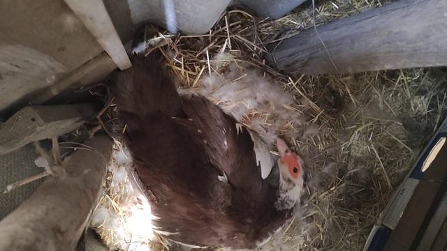 Утка наседка смотреть онлайн