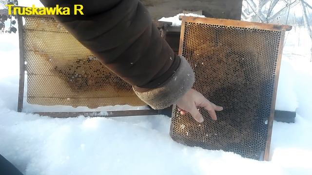 Чем отличается зимовка пчёл на рамках дадана и украинки смотреть онлайн