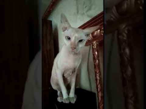 #рекомендации #ириска #сфинкс #shortsclip #cat #сфинксы #юмористическийконтент #юмор