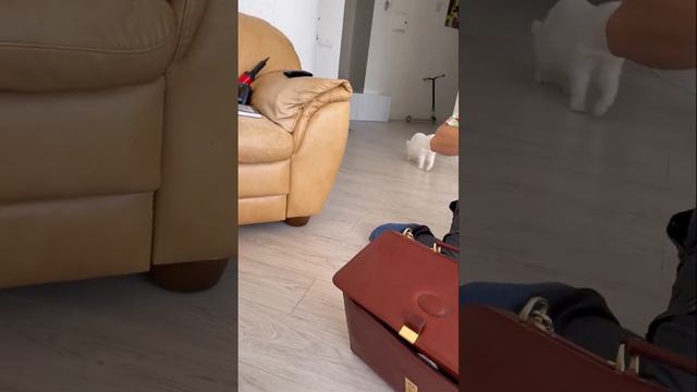 Померанский шпиц. Выбор щенка. 3 мальчика и 1 девочка смотреть онлайн