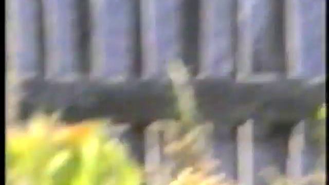 DVD Раздел 1.avi Деревня Горбуновка смотреть онлайн