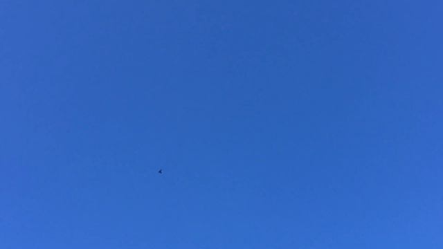 #Pigeons.Посадка чёрного чубатого после атаки сапсана. смотреть онлайн