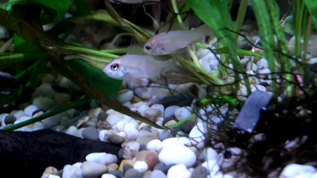 Апистограмма рамирези Gold (Microgeophagus ramirezi) смотреть онлайн