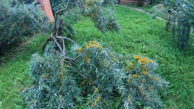 Подкапываем картошку. Дожди заливают, трава растет смотреть онлайн