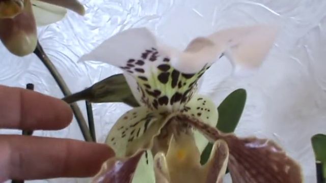 Пафиопедилюм Гранд! Люблю красивую обувь! смотреть онлайн