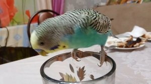 Новый друг попугайчика 🦜