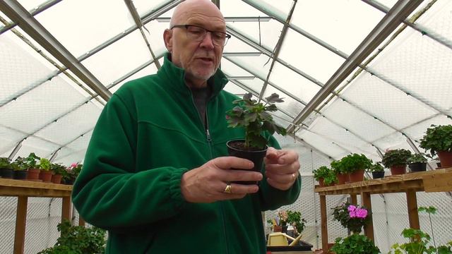 Pelargoniums in Early Winter - Part Two смотреть онлайн