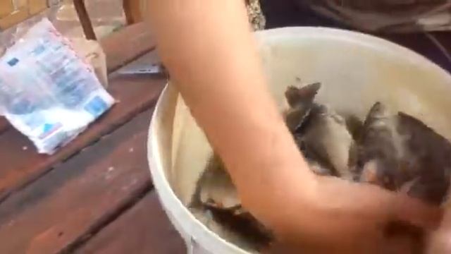 Вегетарианские Рестораны