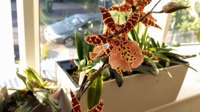 Orchid ID: Aliceara Evening Color "The Gloaming" смотреть онлайн