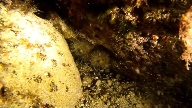 GoPro test flat lens смотреть онлайн