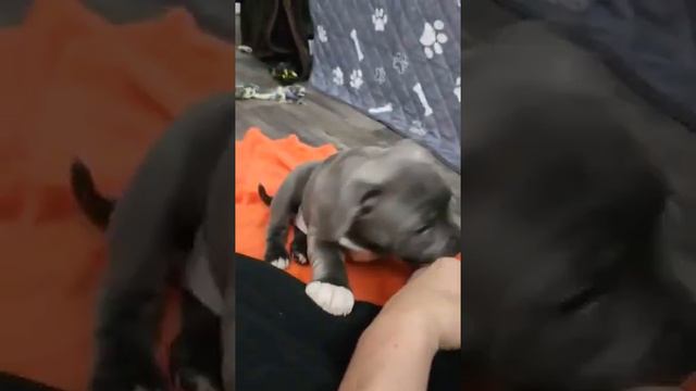 Blue Staffordshire Bull Terrier puppy Girl смотреть онлайн