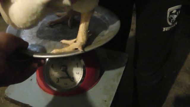 Выращивание бройлеров 31-45 день смотреть онлайн