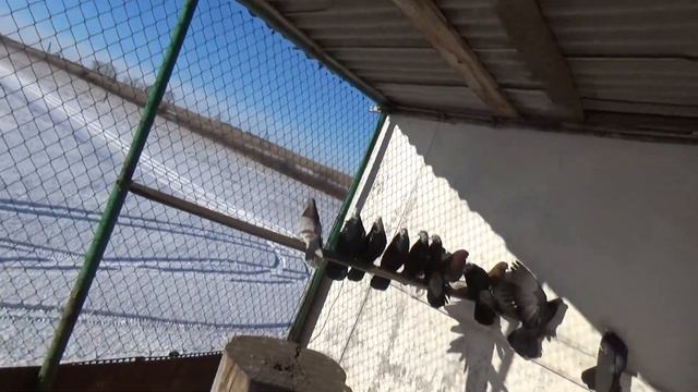 Краснопоясый . смотреть онлайн