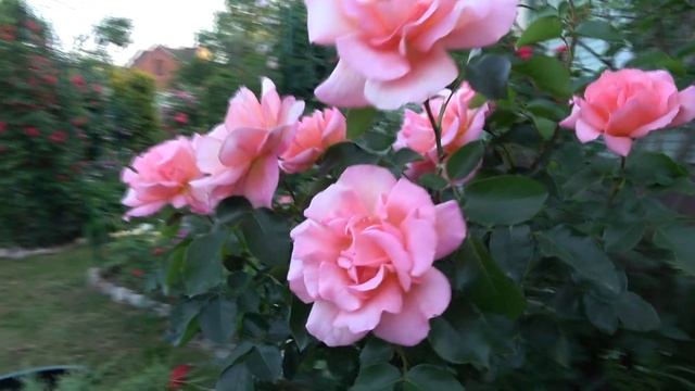 Для вас с любовью. Цветение роз 2022 смотреть онлайн