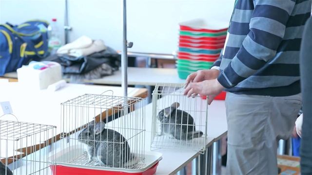 Выставка декоративных животных "Белые и Пушистые" 2014, Новосибирск смотреть онлайн