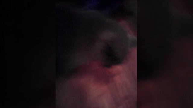 Как я ривела из за рыбки которую съел кот  показывают. Рыбку и кота