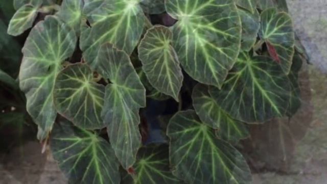 38 VARIETIES OF BEGONIA PLANT + IDENTIFICATION OF BEGONIA + BEGONIA PLANT #begonia #varieties смотреть онлайн