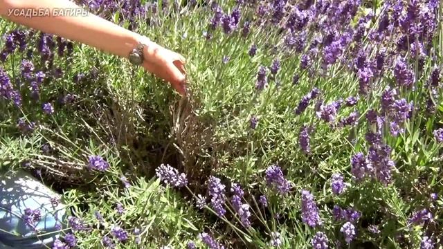 Летняя обрезка лаванды смотреть онлайн