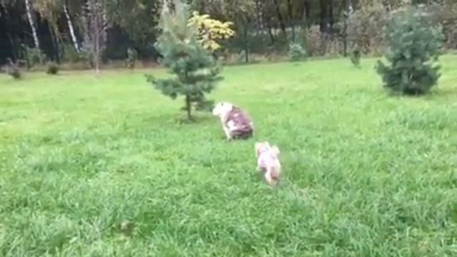 собаки смотреть онлайн