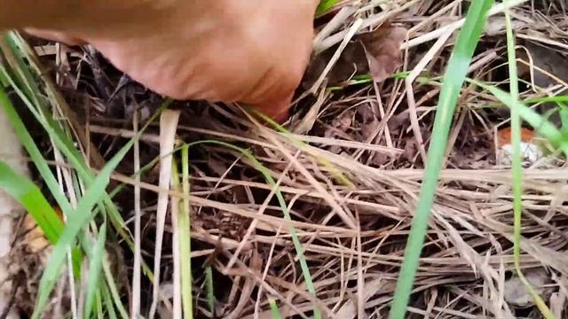 Грибник ошарашен! #тихаяохота #беларусь #природа #mushroom #гриби