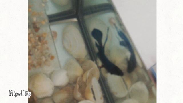 Канал тема чего-нибудь Альона