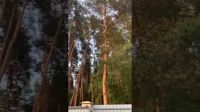 ОТ ВРЕДИТЕЛЯ. ОЧЕНЬ СИЛЬНЫЙ ЗАГОВОР. ДЛЯ ВСЕХ. ВЕДЬМИНА ИЗБА - ИНГА ХОСРОЕВА смотреть онлайн