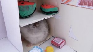 Хомяк. День  рождение хомяка