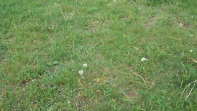 Уиппет Леди, Whippets Ledi - Танцующая собака смотреть онлайн