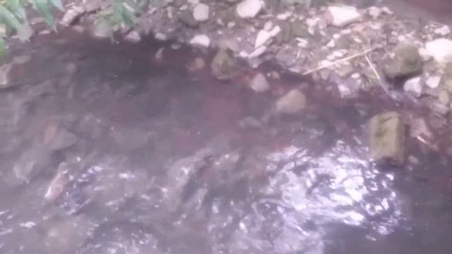 Трубочник Tubifex смотреть онлайн