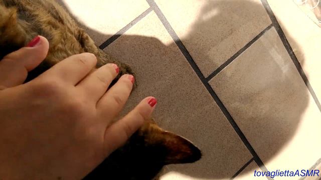 ASMR - Coccole al gatto смотреть онлайн
